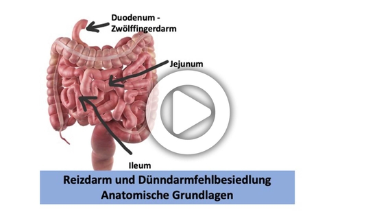 Video: Dünndarm und Dickdarm: Anatomische Grundlagen!